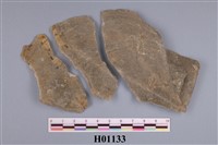 藏品(帆立貝)的圖片